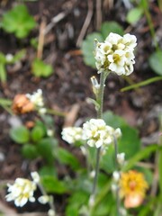 Draba cana