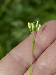 Camelina microcarpa