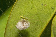 Tetragnatha rubriventris