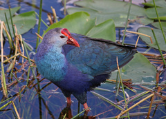 Porphyrio poliocephalus