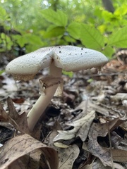 Agaricus