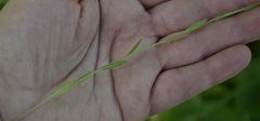 Camelina microcarpa