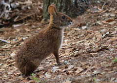 Sylvilagus palustris