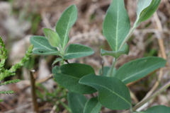 Lonicera periclymenum