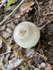 Agaricus