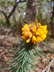 Pultenaea stipularis
