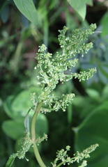 Rumex britannica