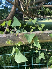 Persicaria perfoliata