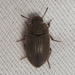 Opatrini