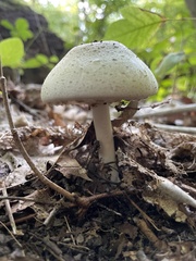 Agaricus