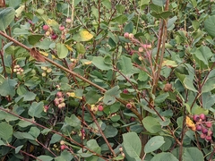 Amelanchier alnifolia