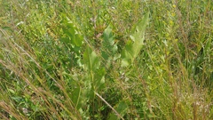 Silphium laciniatum × terebinthinaceum