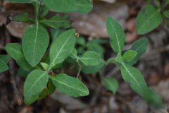 Lonicera periclymenum