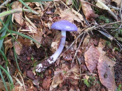 Cortinarius salor