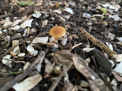 Pholiotina rugosa