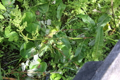 Rumex britannica