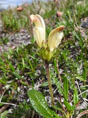 Pedicularis capitata