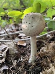 Agaricus