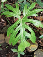 Image of Philodendron radiatum
