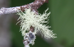 Usnea hirta