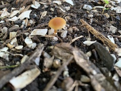 Pholiotina rugosa