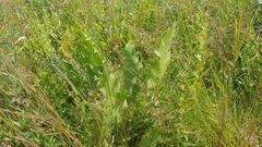 Silphium laciniatum × terebinthinaceum