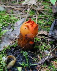 Calostoma cinnabarinum