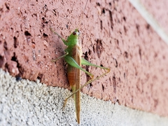 Conocephalus spartinae