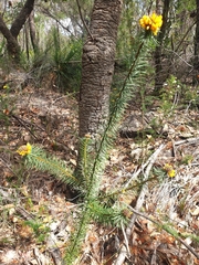Pultenaea stipularis