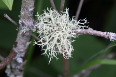 Evernia mesomorpha