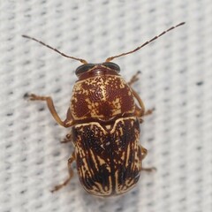 Pachybrachis turbidus