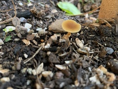 Pholiotina rugosa