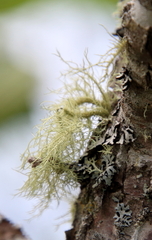 Usnea hirta