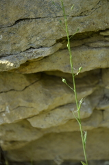 Camelina microcarpa