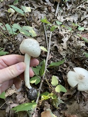 Agaricus