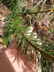Pultenaea stipularis