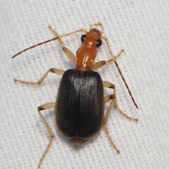 Brachinus