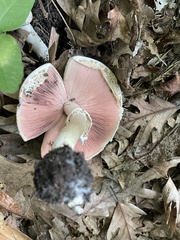 Agaricus