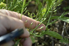 Camelina microcarpa