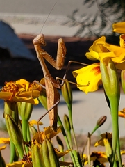 Stagmomantis limbata