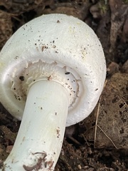 Agaricus
