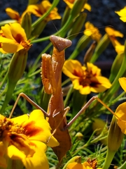 Stagmomantis limbata