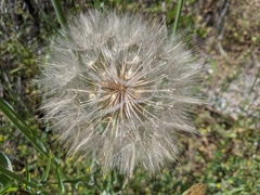 Tragopogon dubius