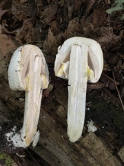 Agaricus