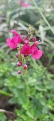 Salvia lemmonii