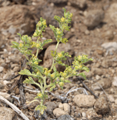 Euphrosyne nevadensis