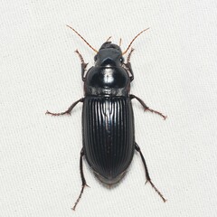 Harpalus caliginosus