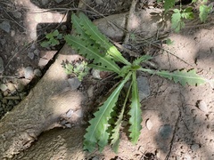 Cirsium pumilum