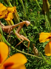 Stagmomantis limbata