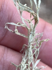 Ramalina farinacea